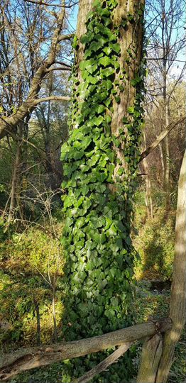 Участок 80 сот. (ИЖС)