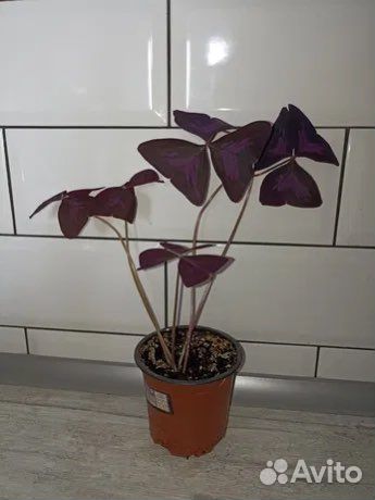 Мадам Баттерфляй / Фиолетовая Кислица