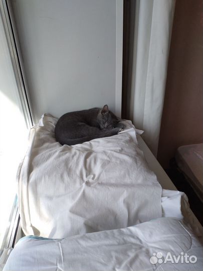 Домашние животные кошки