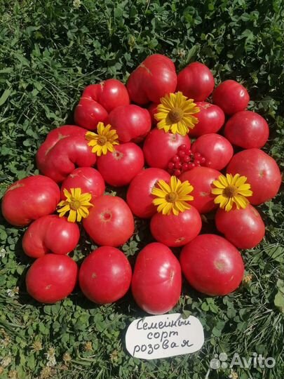 Семена томатов моей бабушки