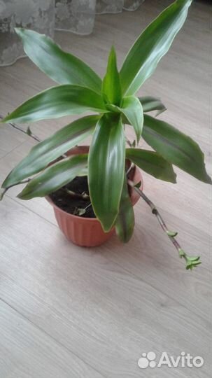 Сансивьерия, замиокулькас, фикус,каланхоэ