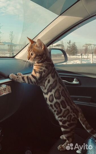 Бенгальские котята