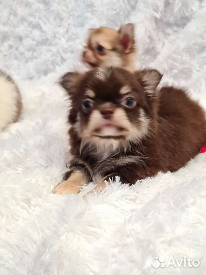 Чихуа хуа щенки