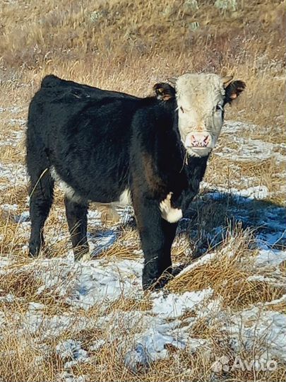 Продам Быков