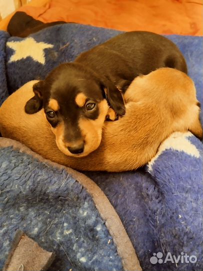 Щенки таксы стандартные