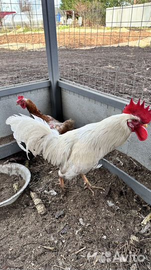 Куры несушки