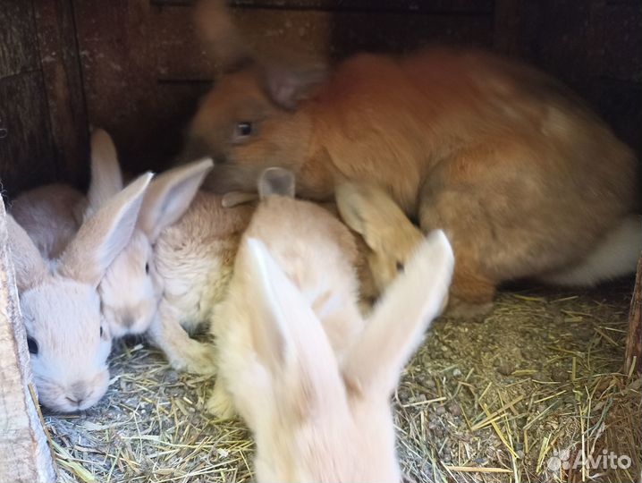 Продам кроликов, возраст