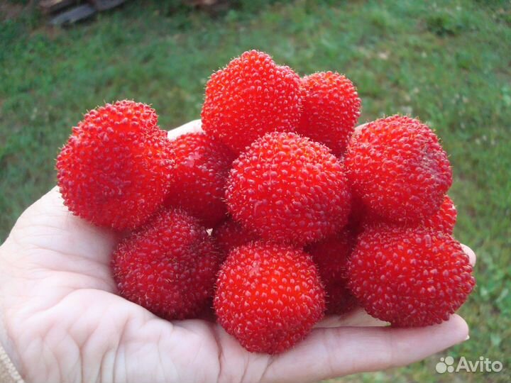 Малина Соблазнительная