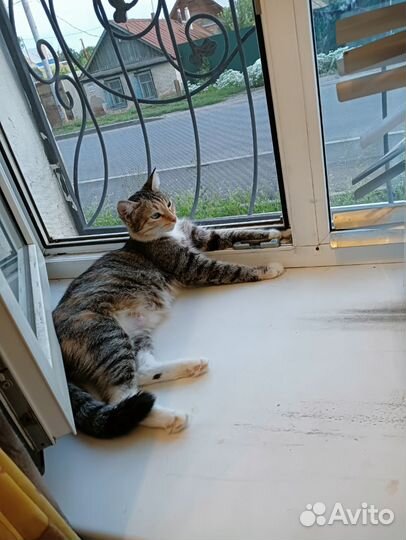 Кошка в добрые руки