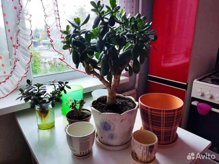 Комнатные цветы. Цветочные горшки