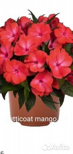 Бальзамин новогвинейский