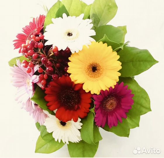 Герберы цветы с доставкой