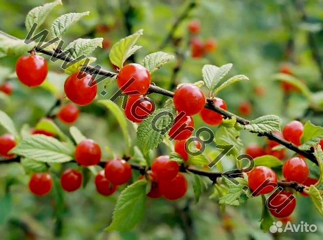 Саженцы вишни. Вишня войлочная купить в Санкт-Петербурге | Товары для ...