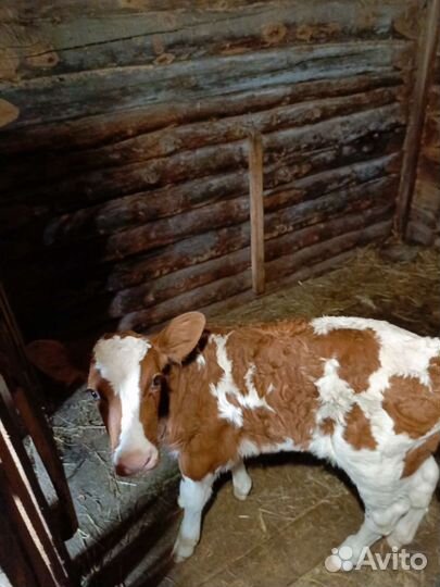 Телка айрширской породы