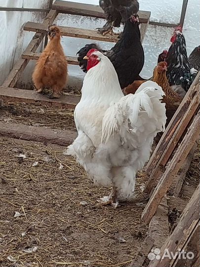 Инкубационное яйцо брама