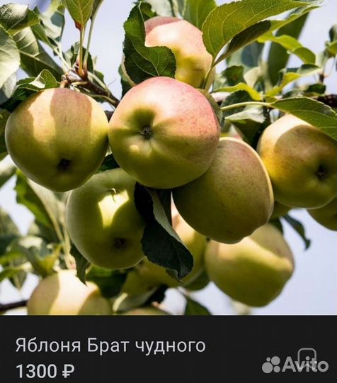 Саженцы яблонь 3-х летки