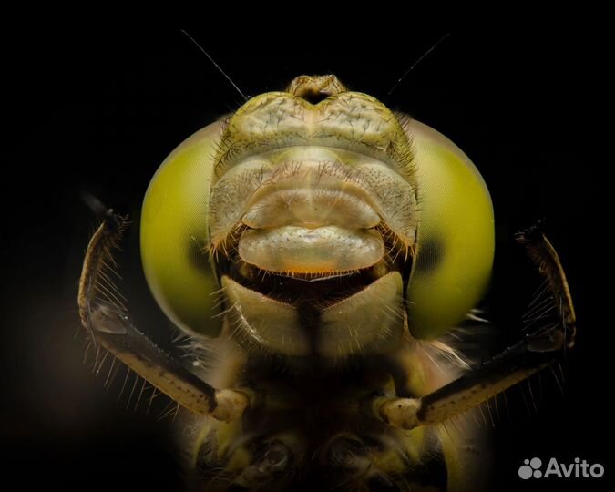 Объектив Laowa 90 mm f2.8 Ca-Dreamer macro