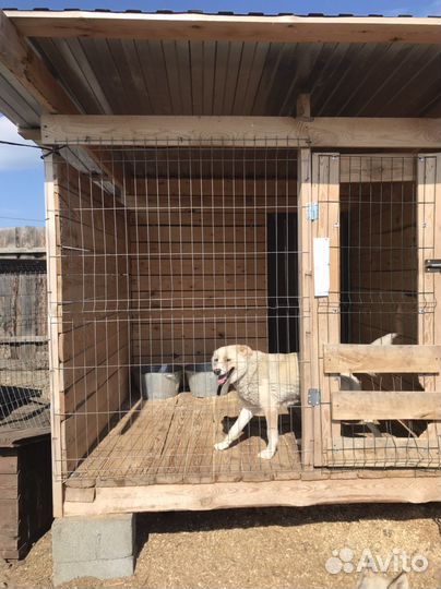 Собака для охраны