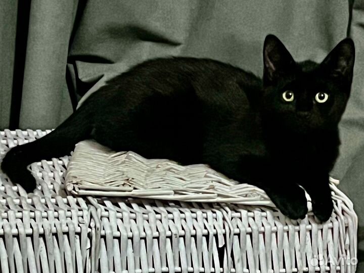 Шикарные котята