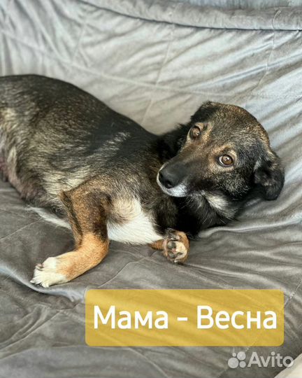 Собака и щенок ищут дом