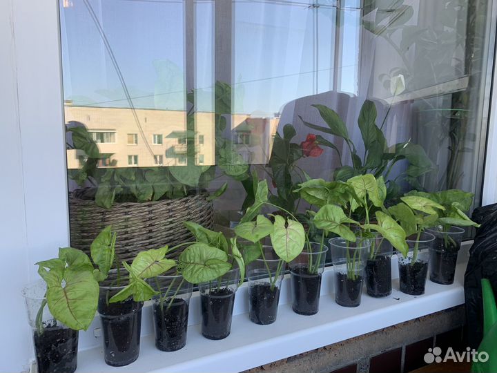 Сингониум mango allusion