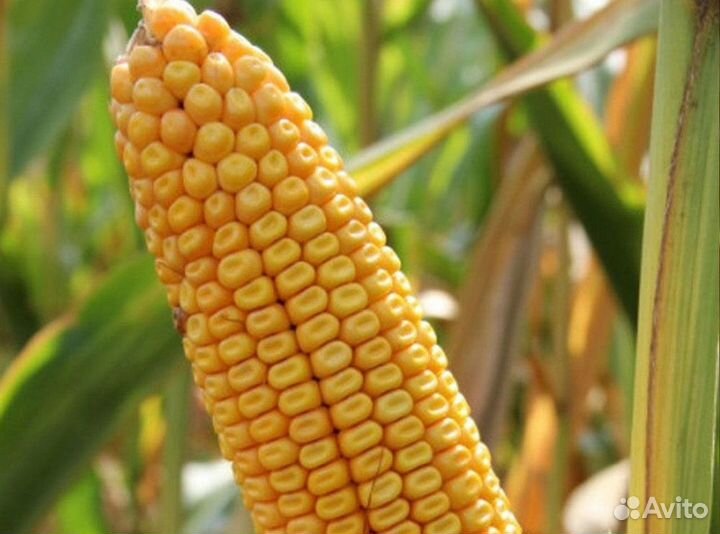 Доставка семян подсолнечника, кукурузы