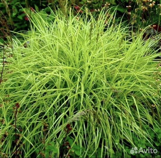 Многолетник цветы - растения наперстянка почтой