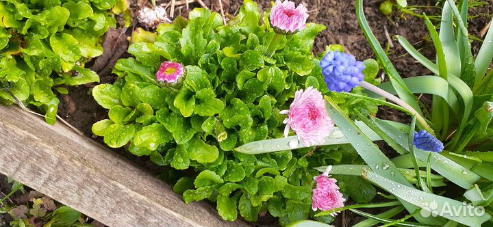 Цветы многолетники