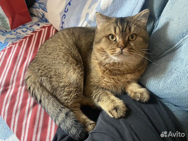 Британский кот на вязку