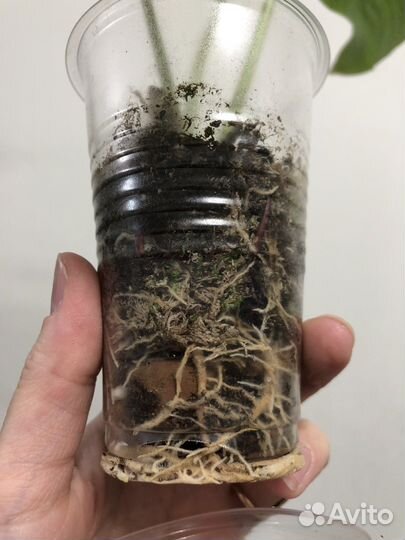 Калатея Белла