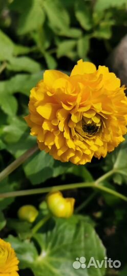 Растения в сад