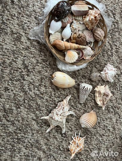 Морские ракушки раковины