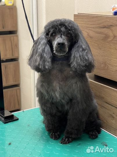 Груминг, стрижка собак