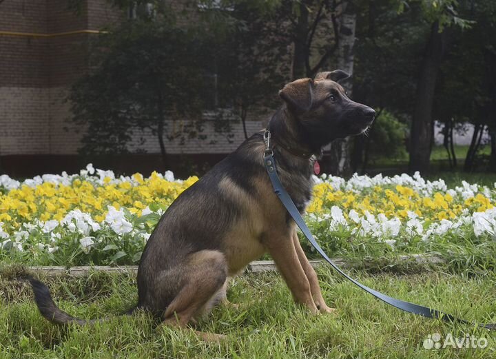 Собака. Возраст 8 месяцев