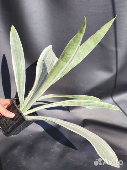 Сансевиерия Манолин -Sansevieria Manolin