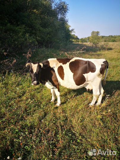 Корова дойная