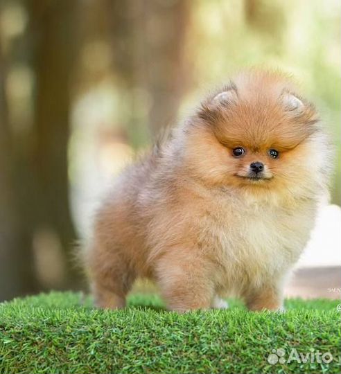 Померанский шпиц