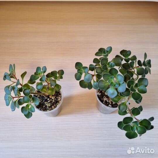 Аихризон (дерево любви)