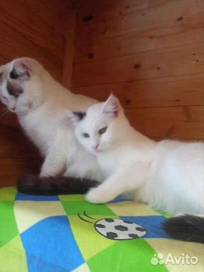 Котодетки хотят домой