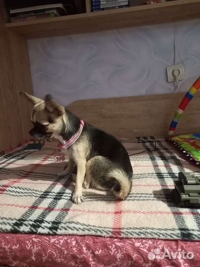 Чихуахуа mini девочка