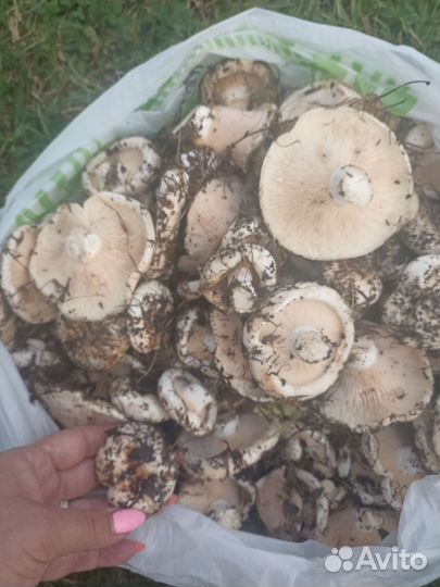 Грибы грузди белые