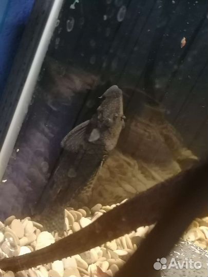 Сом анциструс