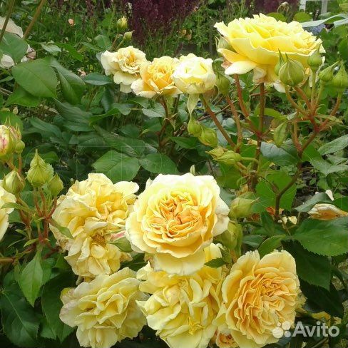 Роза флорибунда Мирей Дюма