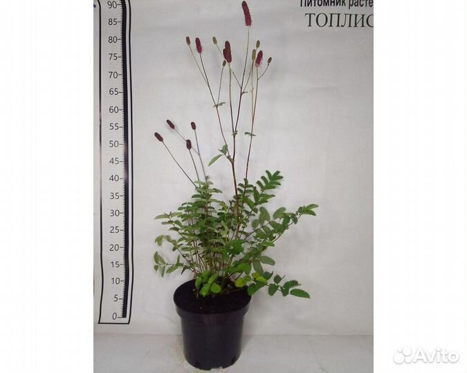 Кровохлебка Мензиса