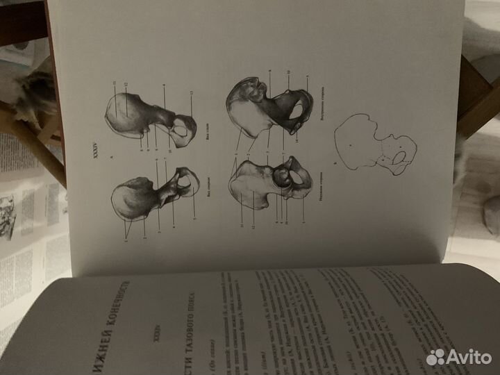 Книга анатомия для художников