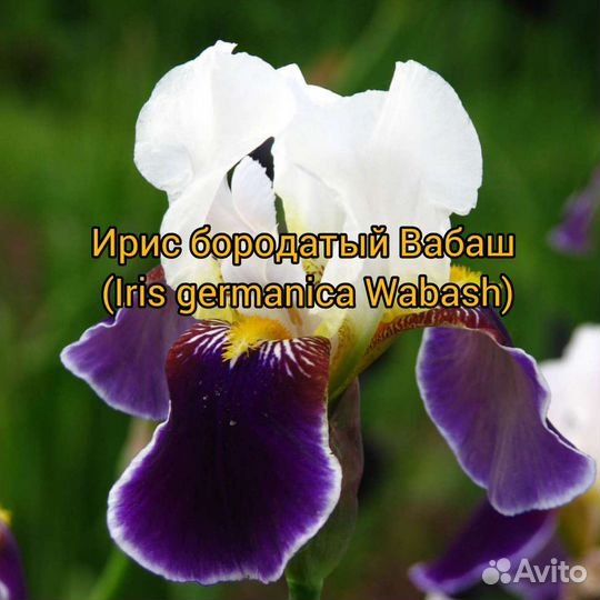 Ирис бородатый Вабаш