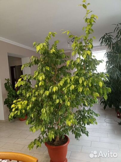 Фикус бенджамина