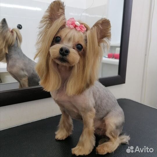 Стрижка собак и кошек