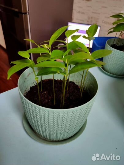 Гуанабана (сметанное яблоко, анона) саженец