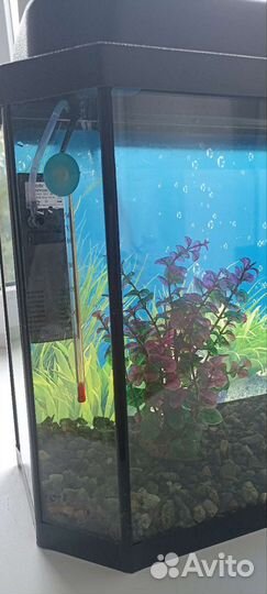 Аквариум